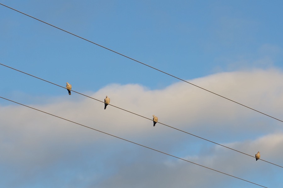 birdsa